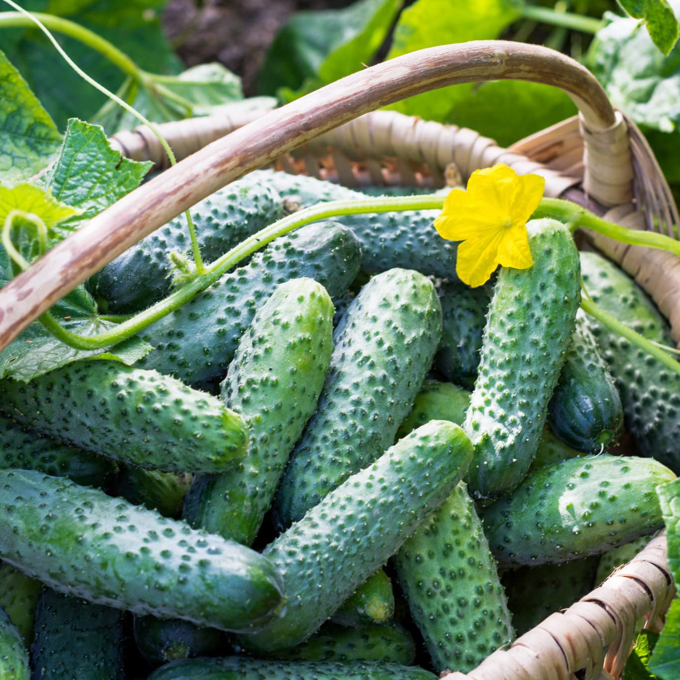 Picture of 20Pcs Europe Slad Bush Hybrid Cucumber Seeds Very Fast Growing & Tasty -20 Pieces seeds