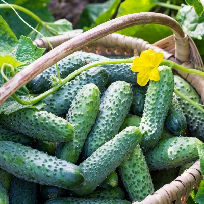 Picture of 20Pcs Europe Slad Bush Hybrid Cucumber Seeds Very Fast Growing & Tasty -20 Pieces seeds