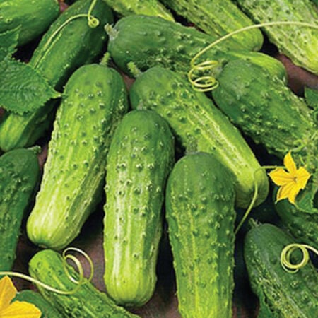 Picture of 20Pcs Europe Slad Bush Hybrid Cucumber Seeds Very Fast Growing & Tasty -20 Pieces seeds