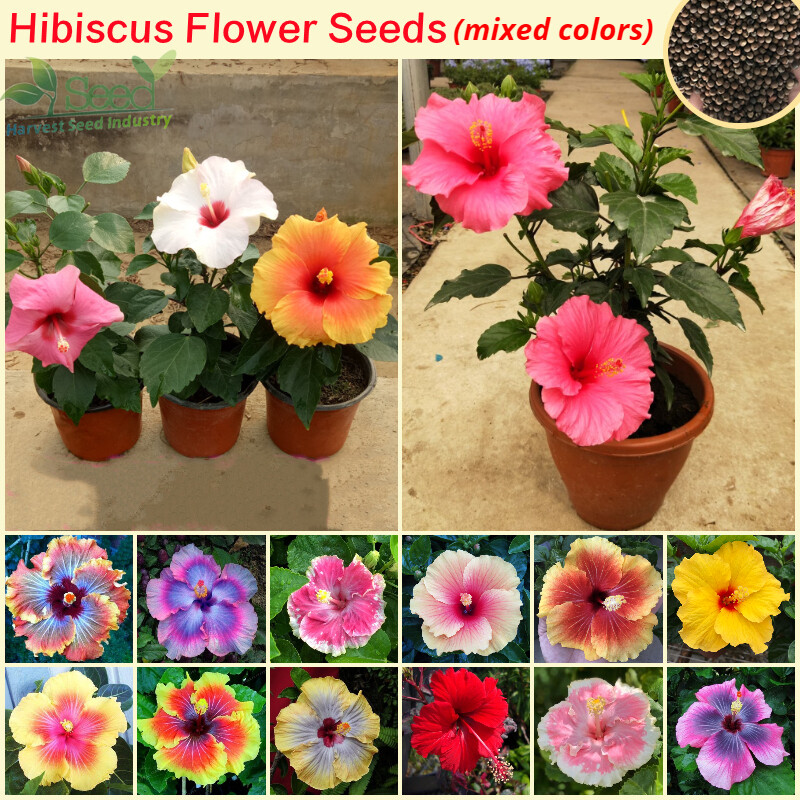 Picture of Imported authentic pure 10 colour Mixed Hibiscus/Joba Flower Seeds -10 pcs