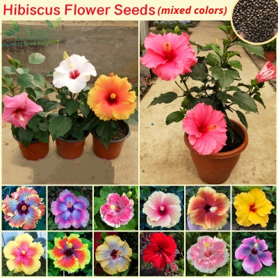 Picture of Imported authentic pure 10 colour Mixed Hibiscus/Joba Flower Seeds -10 pcs