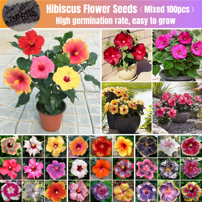 Picture of Imported authentic pure 10 colour Mixed Hibiscus/Joba Flower Seeds -10 pcs
