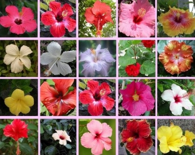 Picture of Imported authentic pure 10 colour Mixed Hibiscus/Joba Flower Seeds -10 pcs