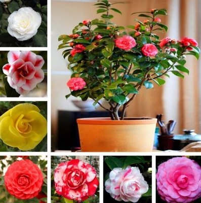 Picture of Imported Orginal Camelia flower Seed 5 pcs Seeds