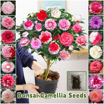Picture of Imported Orginal Camelia flower Seed 5 pcs Seeds