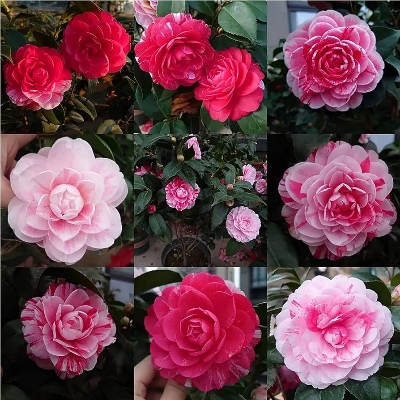 Picture of Imported Orginal Camelia flower Seed 5 pcs Seeds