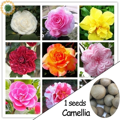 Picture of Imported Orginal Camelia flower Seed 5 pcs Seeds