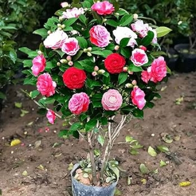 Picture of Imported Orginal Camelia flower Seed 5 pcs Seeds