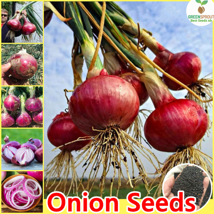 Picture of All Season Hybrid Red Onion Seeds - 50 PcS Seeds  