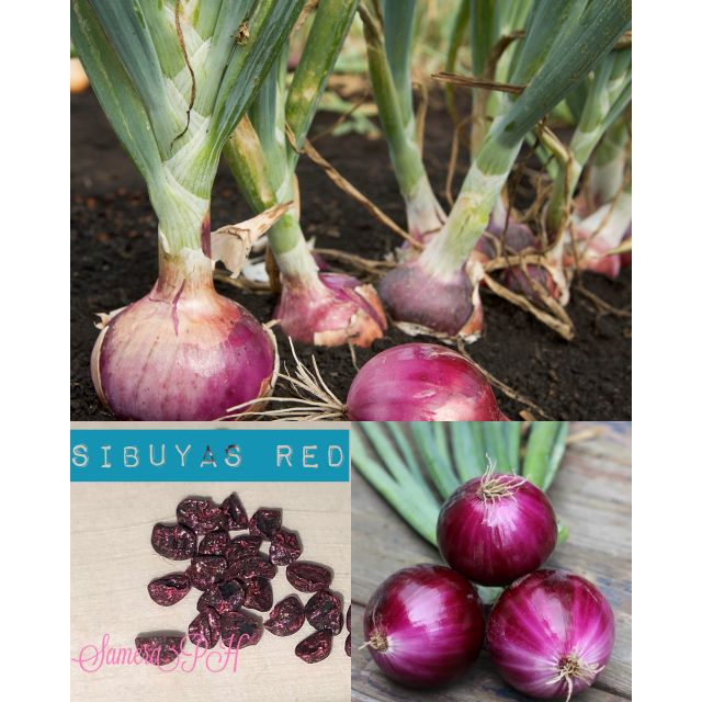 Picture of All Season Hybrid Red Onion Seeds - 50 PcS Seeds  