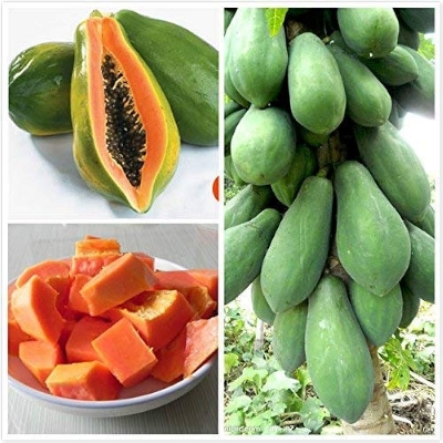 Picture of All Season Hybrid Bonsai Papaya Fruit Seeds- 20 Pcs Seeds