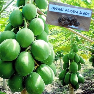 Picture of All Season Hybrid Bonsai Papaya Fruit Seeds- 20 Pcs Seeds