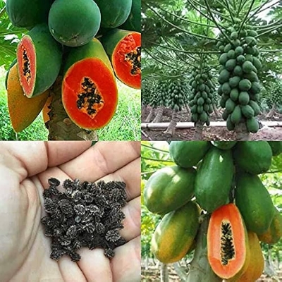 Picture of All Season Hybrid Bonsai Papaya Fruit Seeds- 20 Pcs Seeds