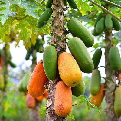 Picture of All Season Hybrid Bonsai Papaya Fruit Seeds- 20 Pcs Seeds