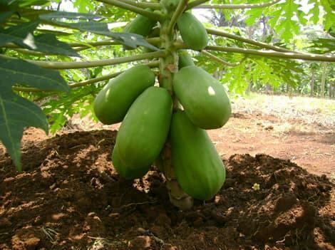Picture of All Season Hybrid Bonsai Papaya Fruit Seeds- 20 Pcs Seeds