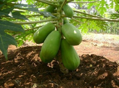 Picture of All Season Hybrid Bonsai Papaya Fruit Seeds- 20 Pcs Seeds