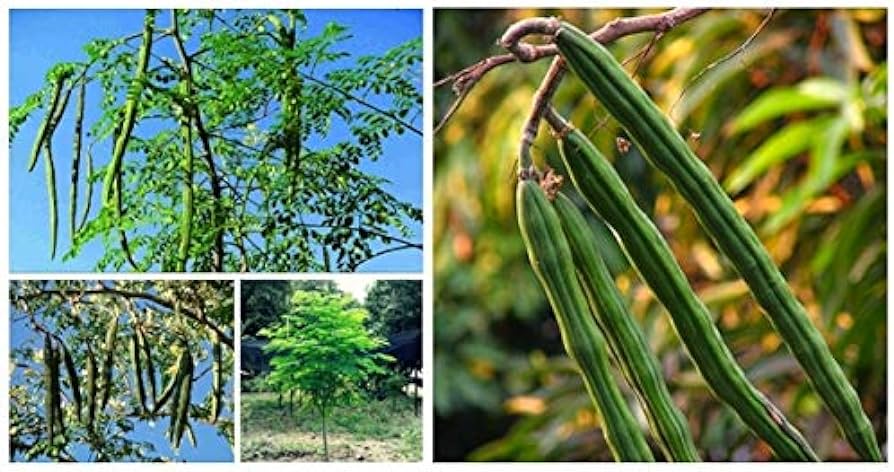Picture of All season moringa (sojina) seeds 10 pice. The best herbal sajina vegetable seeds