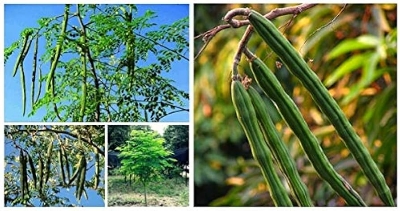 Picture of All season moringa (sojina) seeds 10 pice. The best herbal sajina vegetable seeds