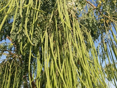 Picture of All season moringa (sojina) seeds 10 pice. The best herbal sajina vegetable seeds