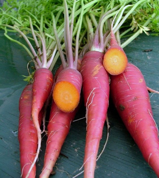 Picture of All Season Red Carrot Vegetable Seeds - 40+ Pcs Seeds