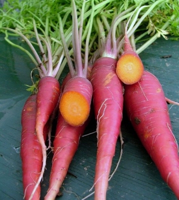 Picture of All Season Red Carrot Vegetable Seeds - 40+ Pcs Seeds