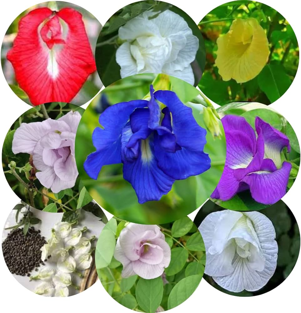 Picture of All Season mix Aparajita Flowers Hybrid Seeds 10 pcs