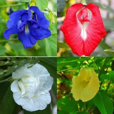 Picture of All Season mix Aparajita Flowers Hybrid Seeds 10 pcs