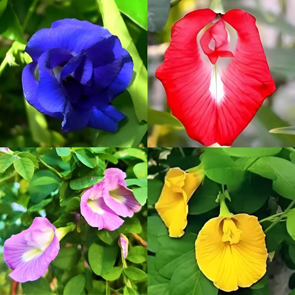 Picture of All Season mix Aparajita Flowers Hybrid Seeds 10 pcs