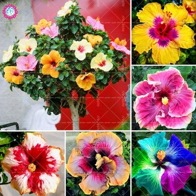 Picture of Mixed Hibiscus/Joba Flower Seeds -10 pcs seeds