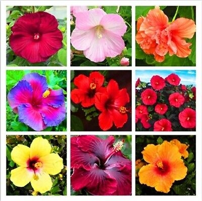 Picture of Mixed Hibiscus/Joba Flower Seeds -10 pcs seeds
