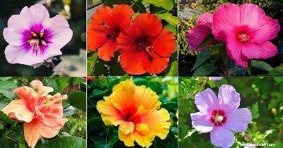 Picture of Mixed Hibiscus/Joba Flower Seeds -10 pcs seeds