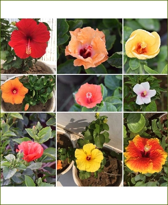 Picture of Mixed Hibiscus/Joba Flower Seeds -10 pcs seeds