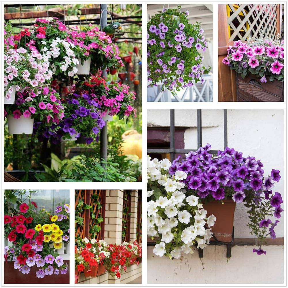 Picture of All Season Beautiful Global Mix Petunia - 45+ Seeds