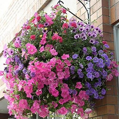 Picture of All Season Beautiful Global Mix Petunia - 45+ Seeds