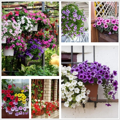 Picture of All Season Beautiful Global Mix Petunia - 45+ Seeds