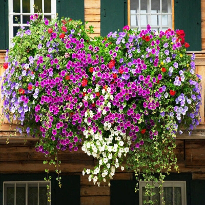 Picture of All Season Beautiful Global Mix Petunia - 45+ Seeds