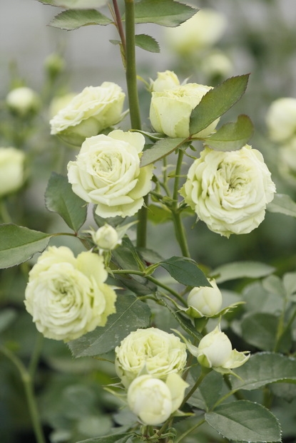 Picture of Natural Sure Green Roses Flower Seeds - 25 Pcs Seeds