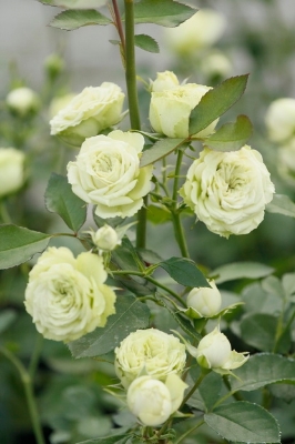 Picture of Natural Sure Green Roses Flower Seeds - 25 Pcs Seeds