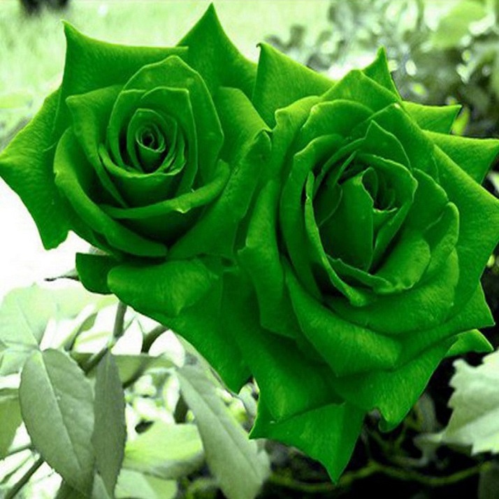 Picture of Natural Sure Green Roses Flower Seeds - 25 Pcs Seeds