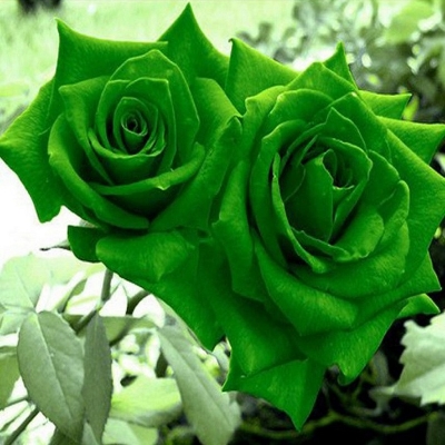 Picture of Natural Sure Green Roses Flower Seeds - 25 Pcs Seeds