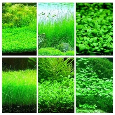 Picture of 500 Pcs Aquarium Grass seeds - 500 Seeds