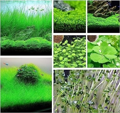 Picture of 500 Pcs Aquarium Grass seeds - 500 Seeds