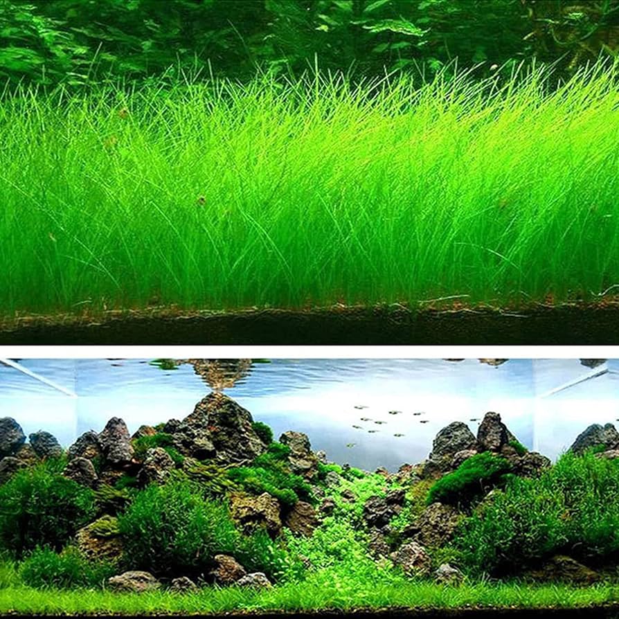 Picture of 500 Pcs Aquarium Grass seeds - 500 Seeds