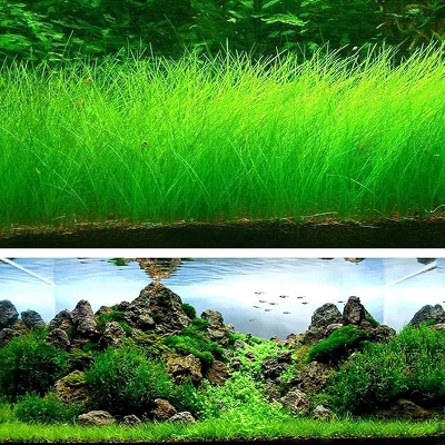 Picture of 500 Pcs Aquarium Grass seeds - 500 Seeds