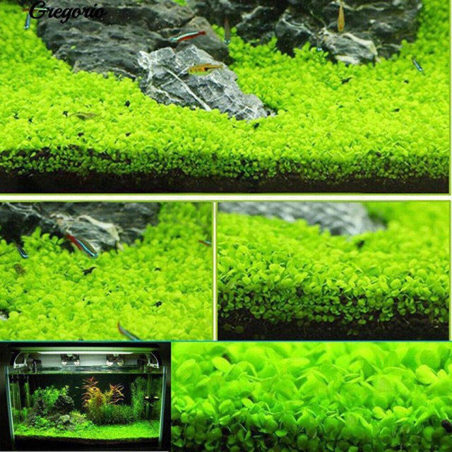 Picture of 500 Pcs Aquarium Grass seeds - 500 Seeds