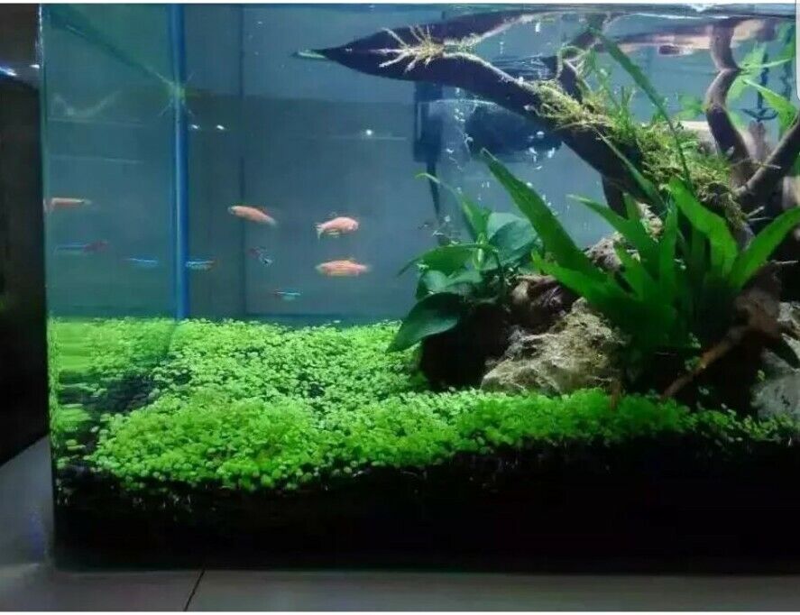 Picture of 500 Pcs Aquarium Grass seeds - 500 Seeds