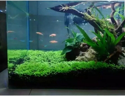 Picture of 500 Pcs Aquarium Grass seeds - 500 Seeds