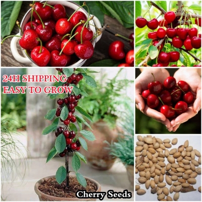 Picture of All Season Sweet Red Cherry Bonsai Seeds - 5 Piece Seeds