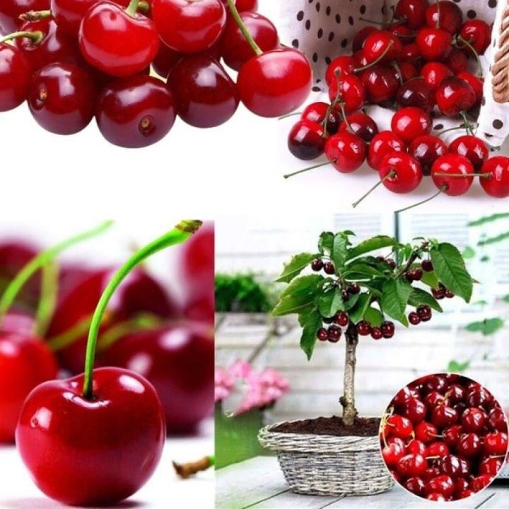 Picture of All Season Sweet Red Cherry Bonsai Seeds - 5 Piece Seeds
