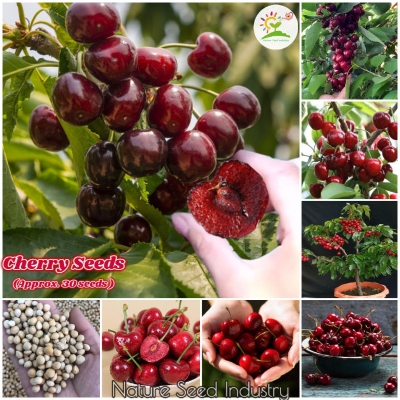 Picture of All Season Sweet Red Cherry Bonsai Seeds - 5 Piece Seeds
